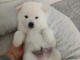 Mixed Breed dogs 5 stunning hybrid chowskis pups - Advert 5