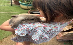 Mini Lop rabbits for sale: 3 mini lop bucks for sale  - Image 13