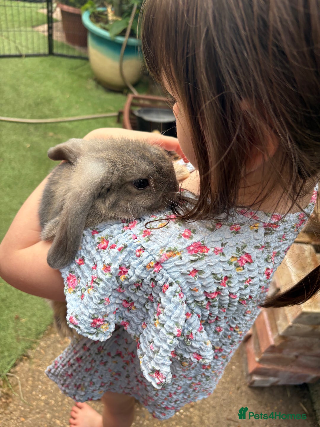 Mini Lop rabbits for sale: 3 mini lop bucks for sale  - Image 13