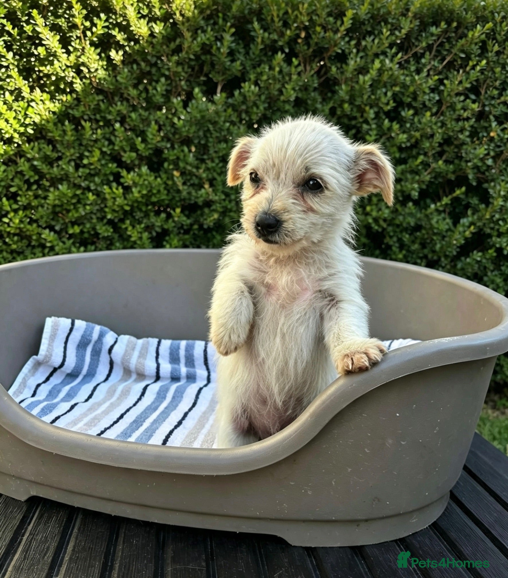 Mixed Breed dogs Jack Russell Cross Chorkie Puppies – Ready Now - Advert 6