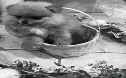 Pomeranian dogs for sale: Pomeranian show quality boy - Image 12