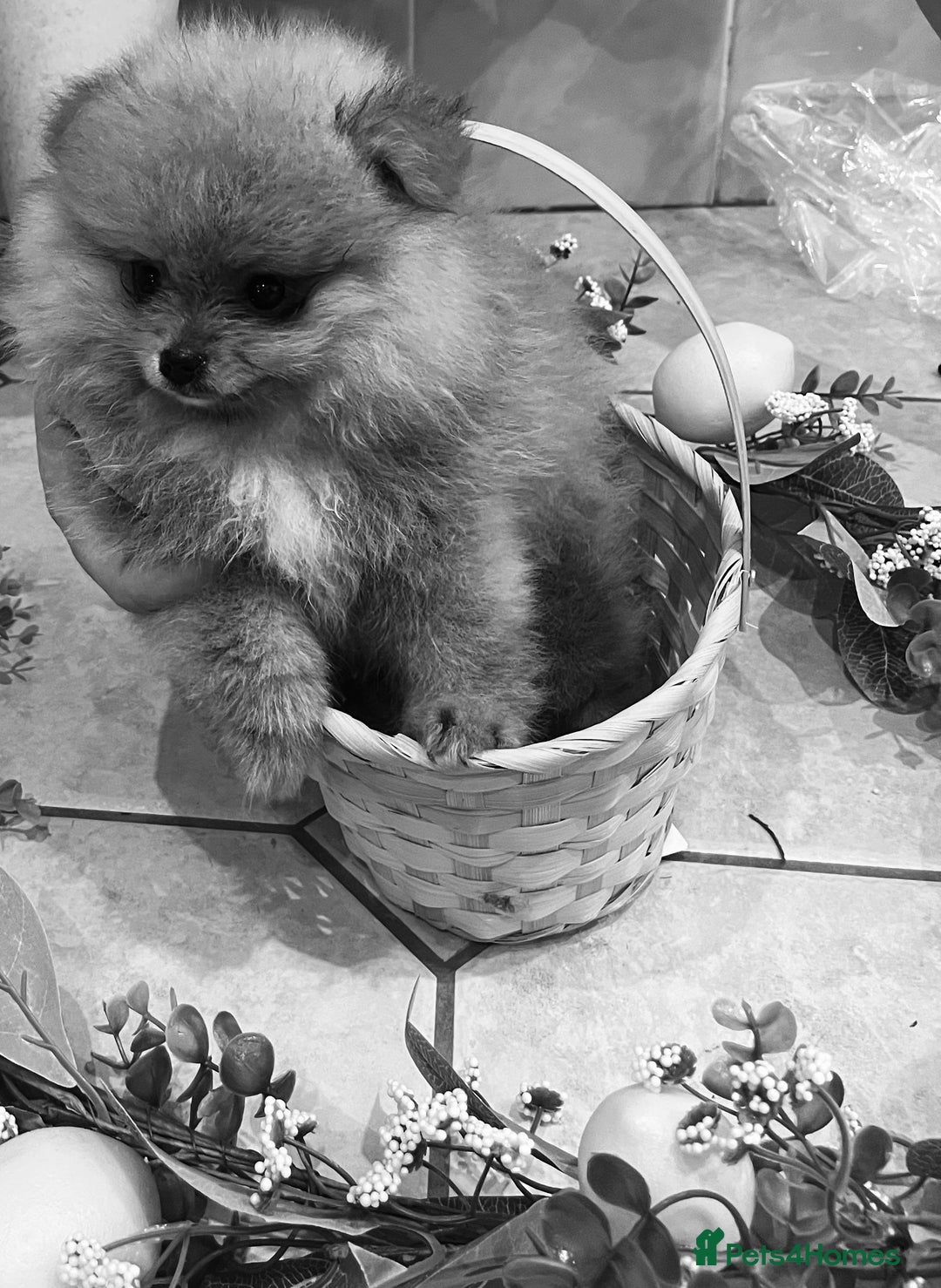 Pomeranian dogs for sale: Pomeranian show quality boy - Image 12