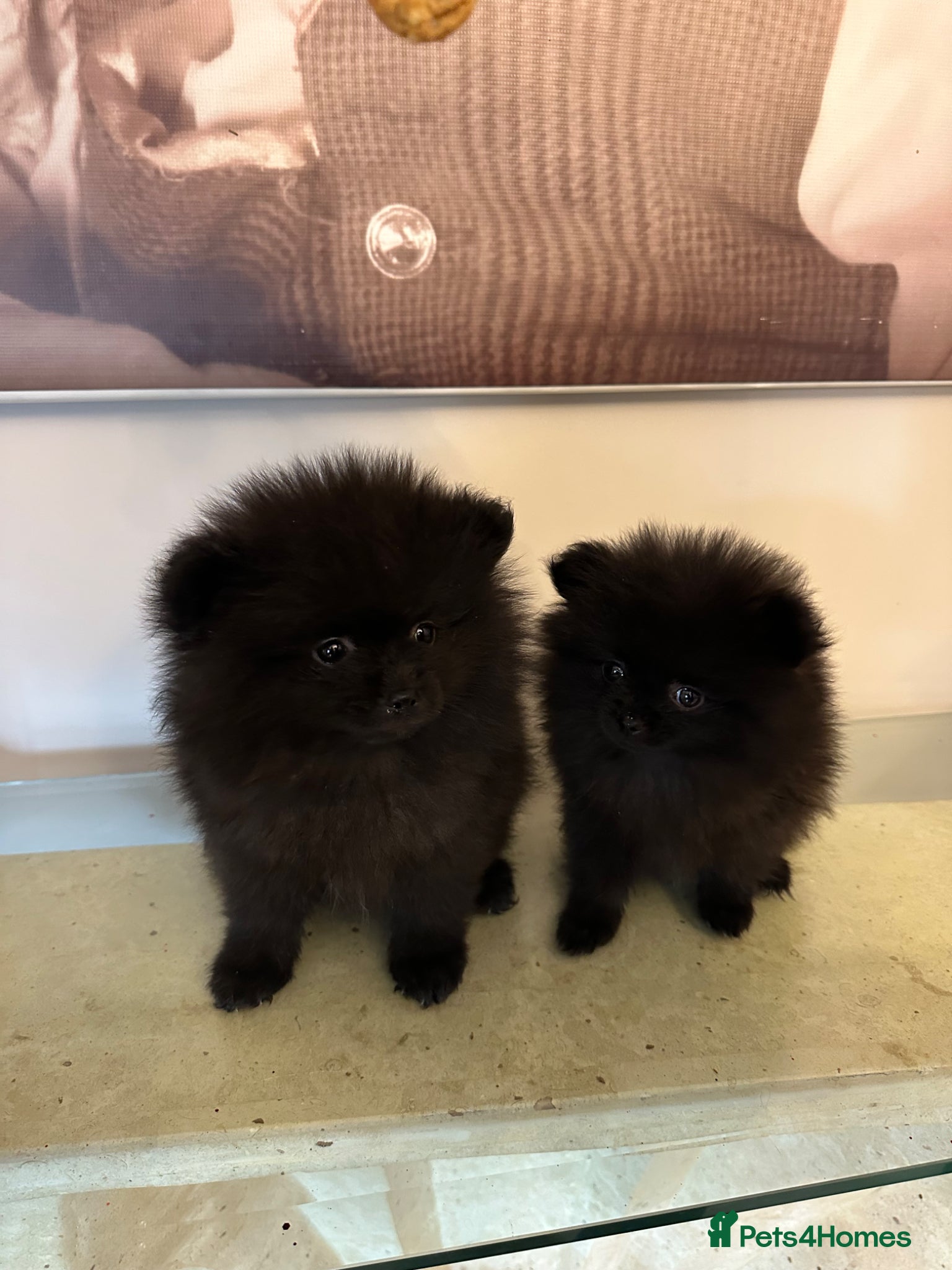 Pomeranian dogs Toy Pomeranians  - Advert 9