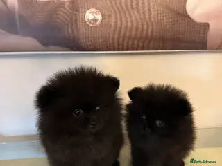 Pomeranian dogs Toy Pomeranians - Advert 9
