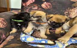 Pug dogs for sale: Beautiful Pure Pug Puppies 8 weeks old! 🐾 - Image 12