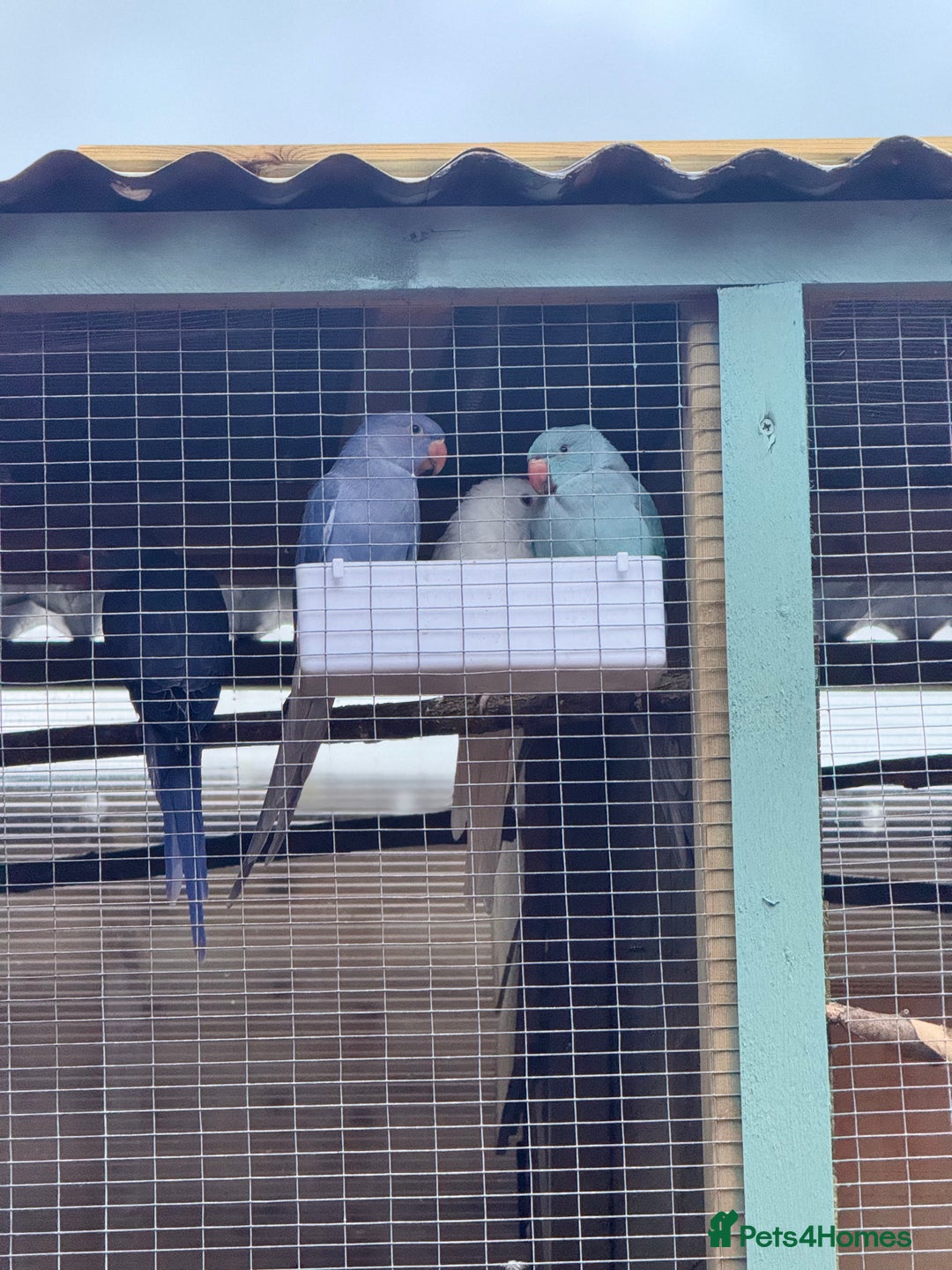 Ringnecks birds for sale: Ringnecks  - Advert 7