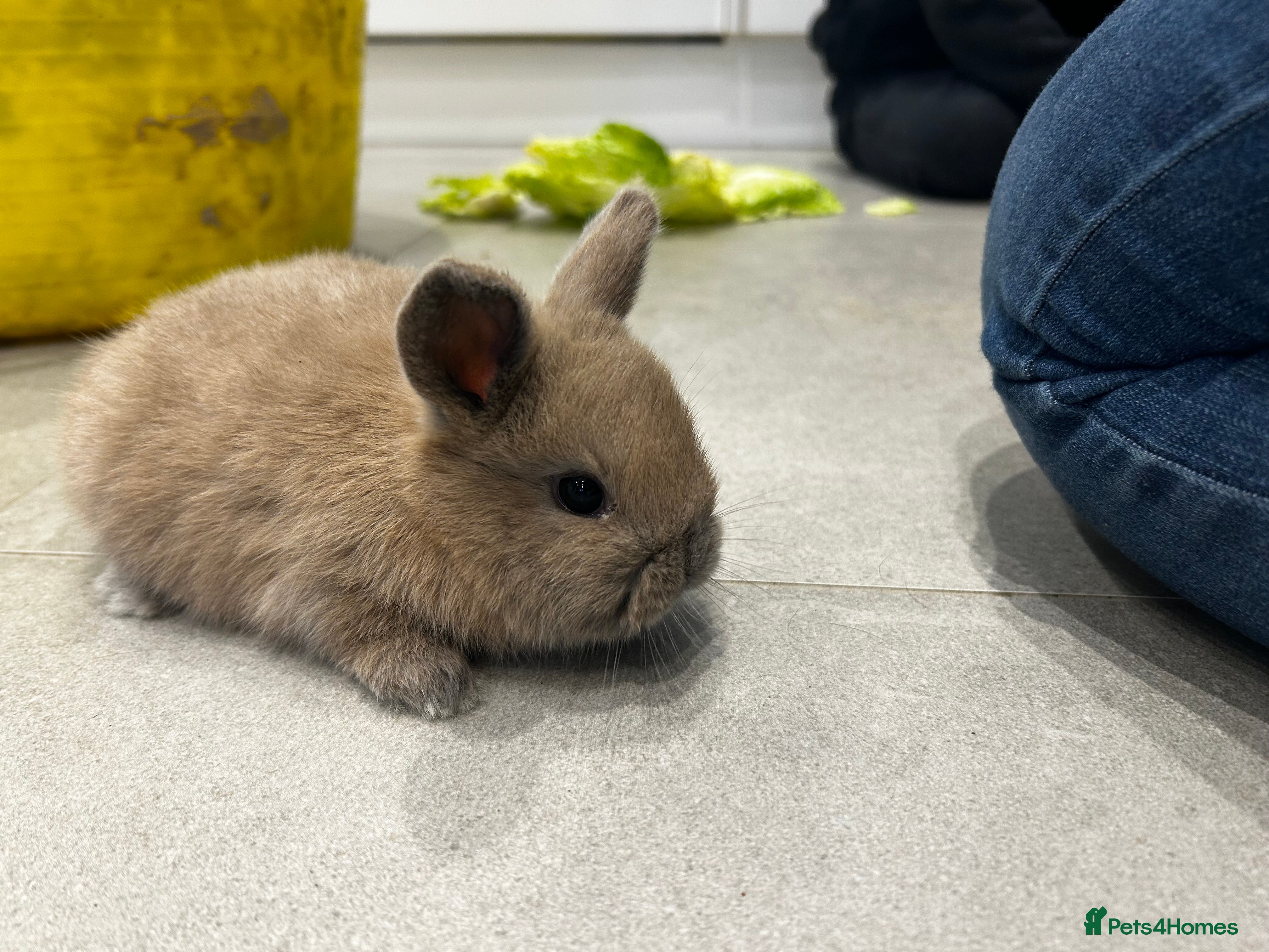 Mixed Breed rabbits Mini lop x lop 3 left ready 10th Jan - Advert 3