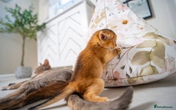 Abyssinian cats for sale: Champion Line Abyssinians- Rare Beauty- TICA reg. - Image 19