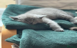 British Shorthair cats for sale: 🌟 Adorable British Shorthair Kittens – Ready! 🌟 - Image 15