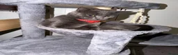 Russian Blue cats for sale: Beautiful Russian Blue Cat Looking for a New Home - Advert 3