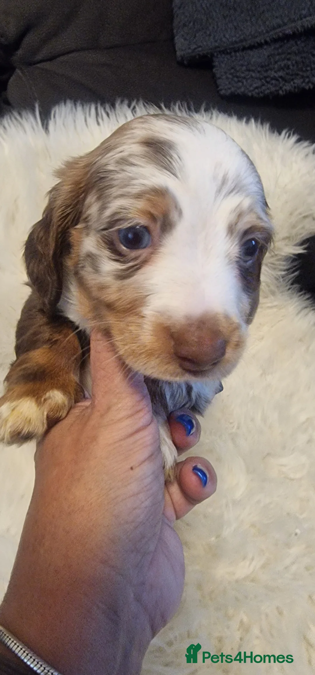 Miniature Dachshund dogs for sale: READY to GO FULL Vac Mini Dachshund smooth  - Advert 28
