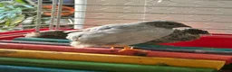 Mixed Breed birds for sale: Button Quail x3 free to a good home in Newbiggin-by-the-Sea - Advert 6