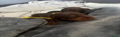 Yellow collar