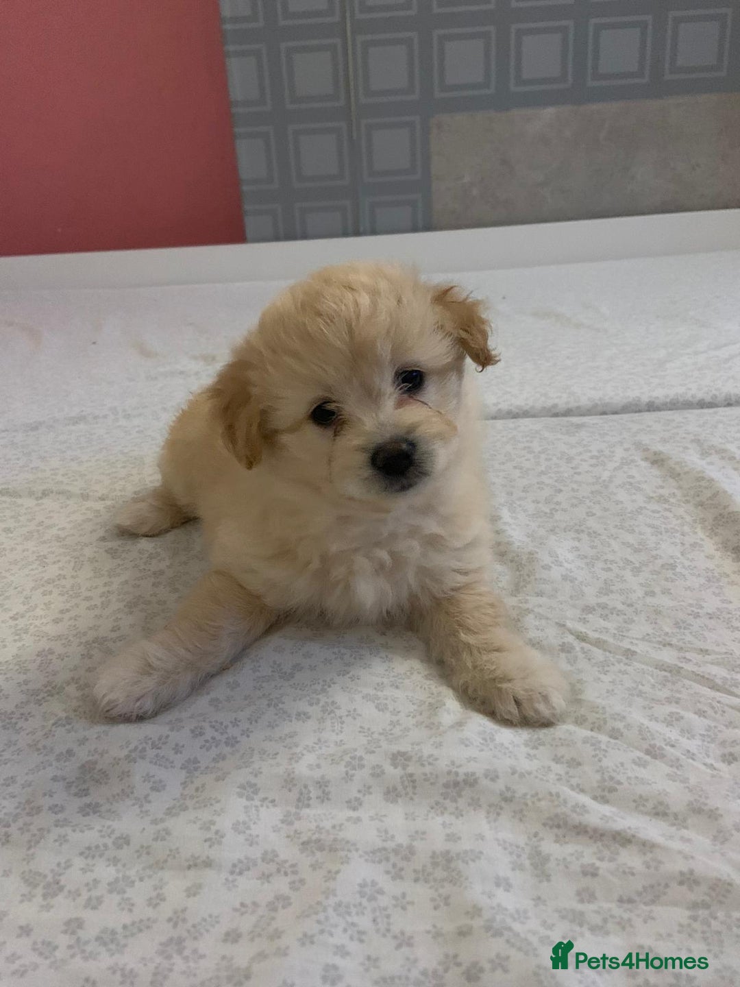 Mixed Breed dogs for sale: Puppy's  - Image 6