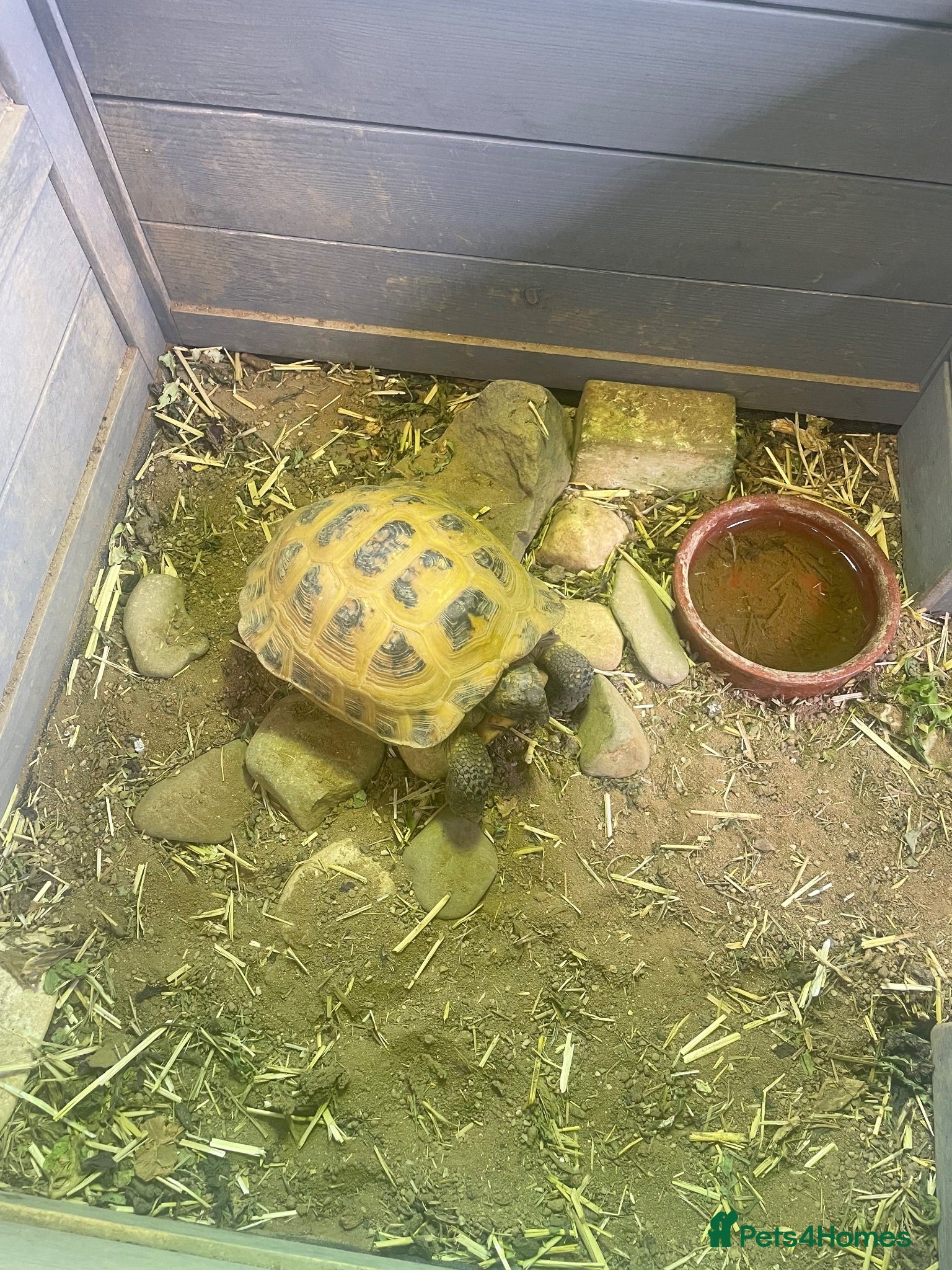 Tortoise reptiles 2 x Tortoise and enclosures - Advert 1
