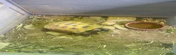 Tortoise reptiles for sale: 2 x Tortoise and enclosures - Advert 1