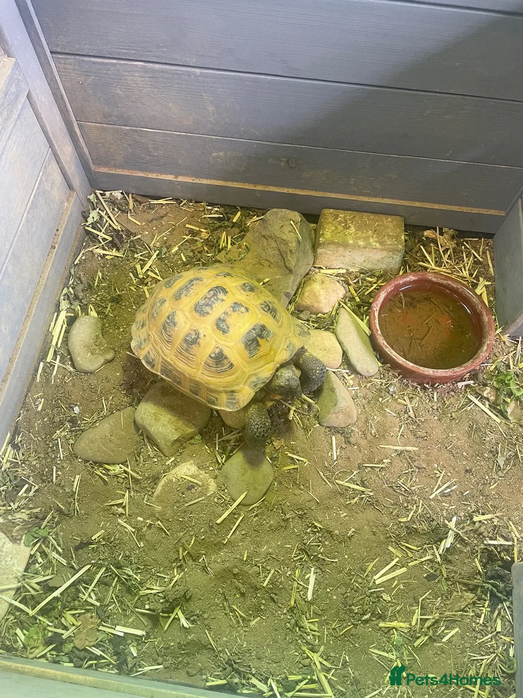 Tortoise reptiles for sale: 2 x Tortoise and enclosures - Advert 1