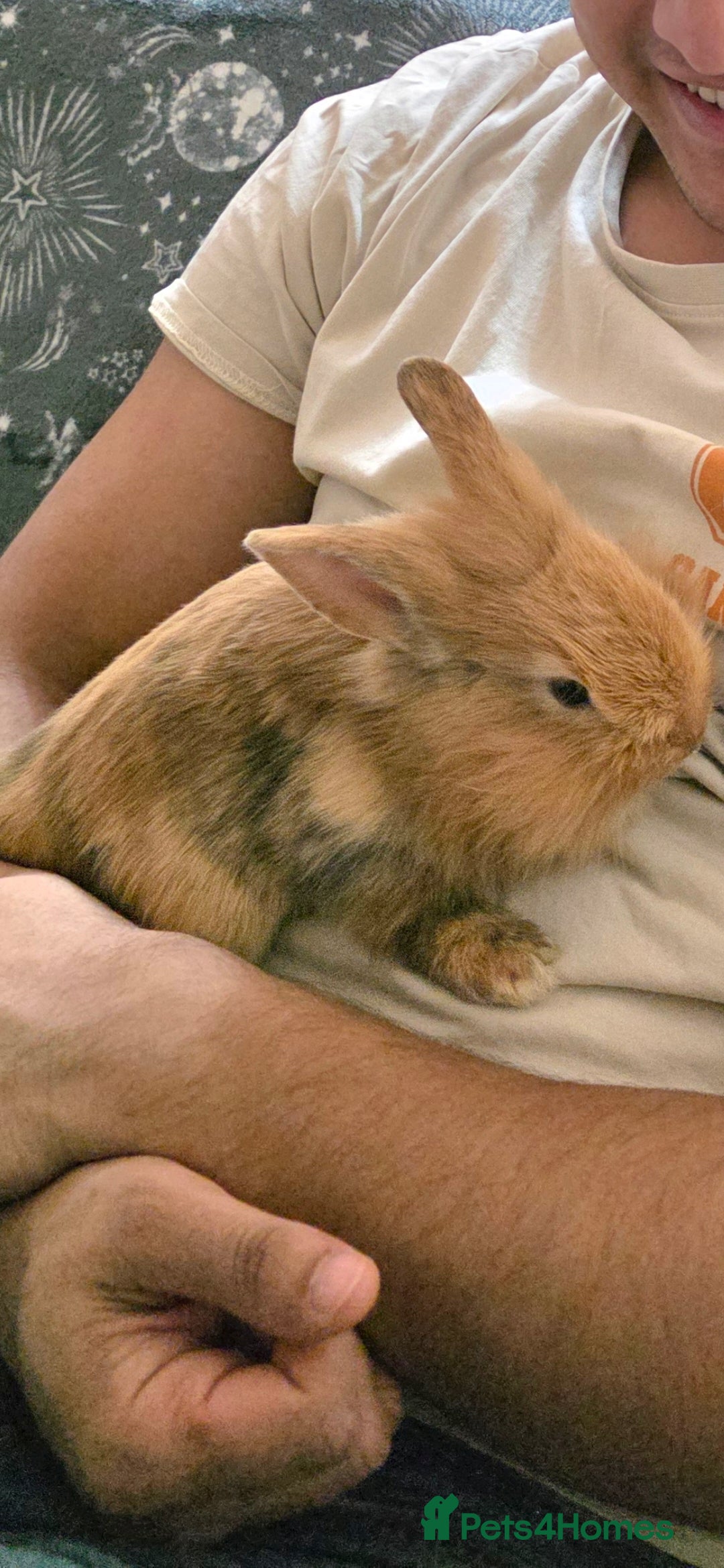 Lionhead rabbits for sale: Lionhead Bunny - Advert 3