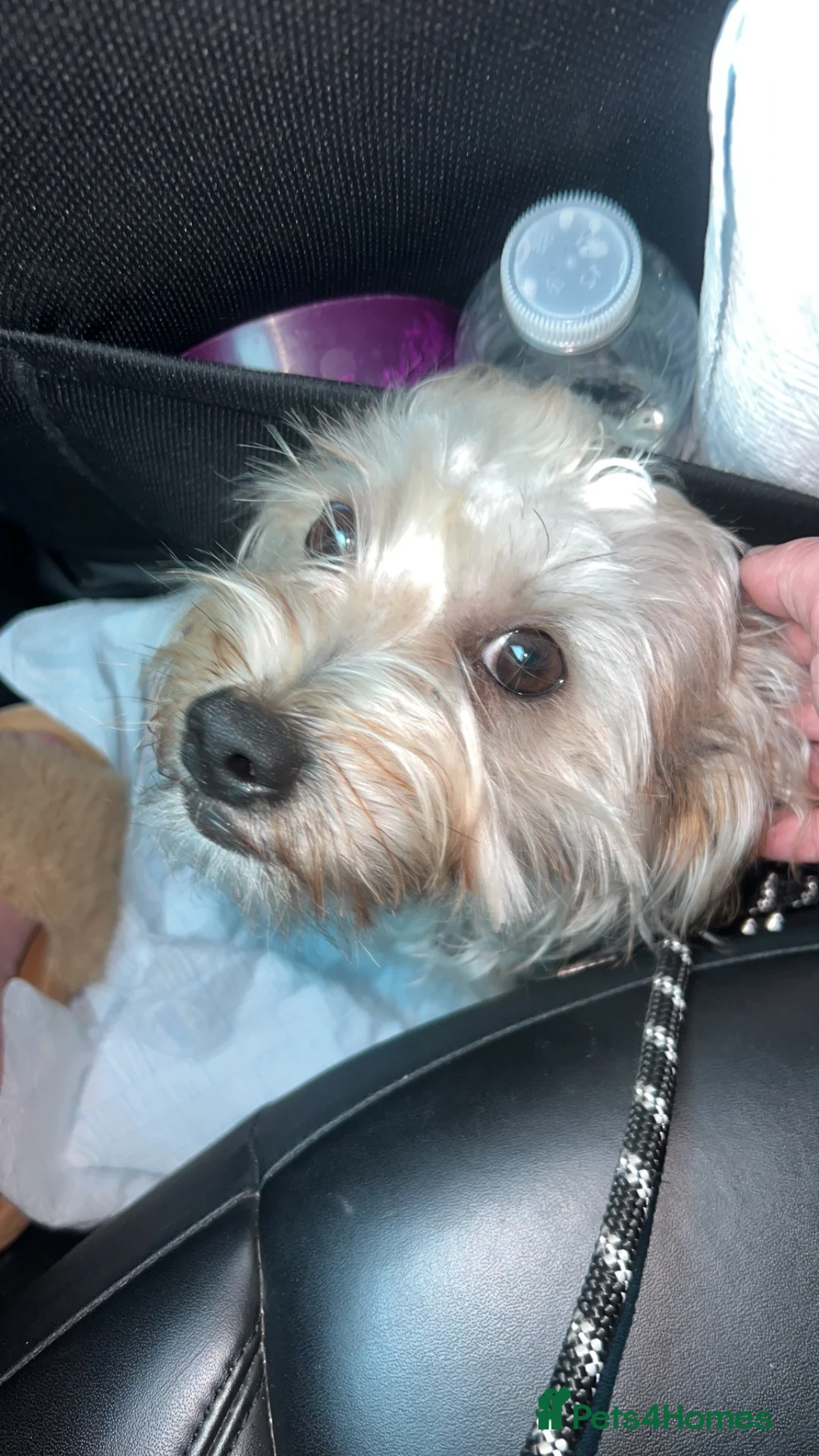 Mixed Breed dogs for sale: Puppy  - Advert 2