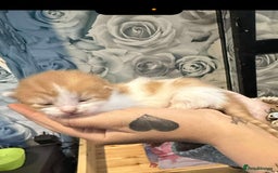 Mixed Breed cats for sale: Beautiful kittens looking for their forever homes  - Image 5