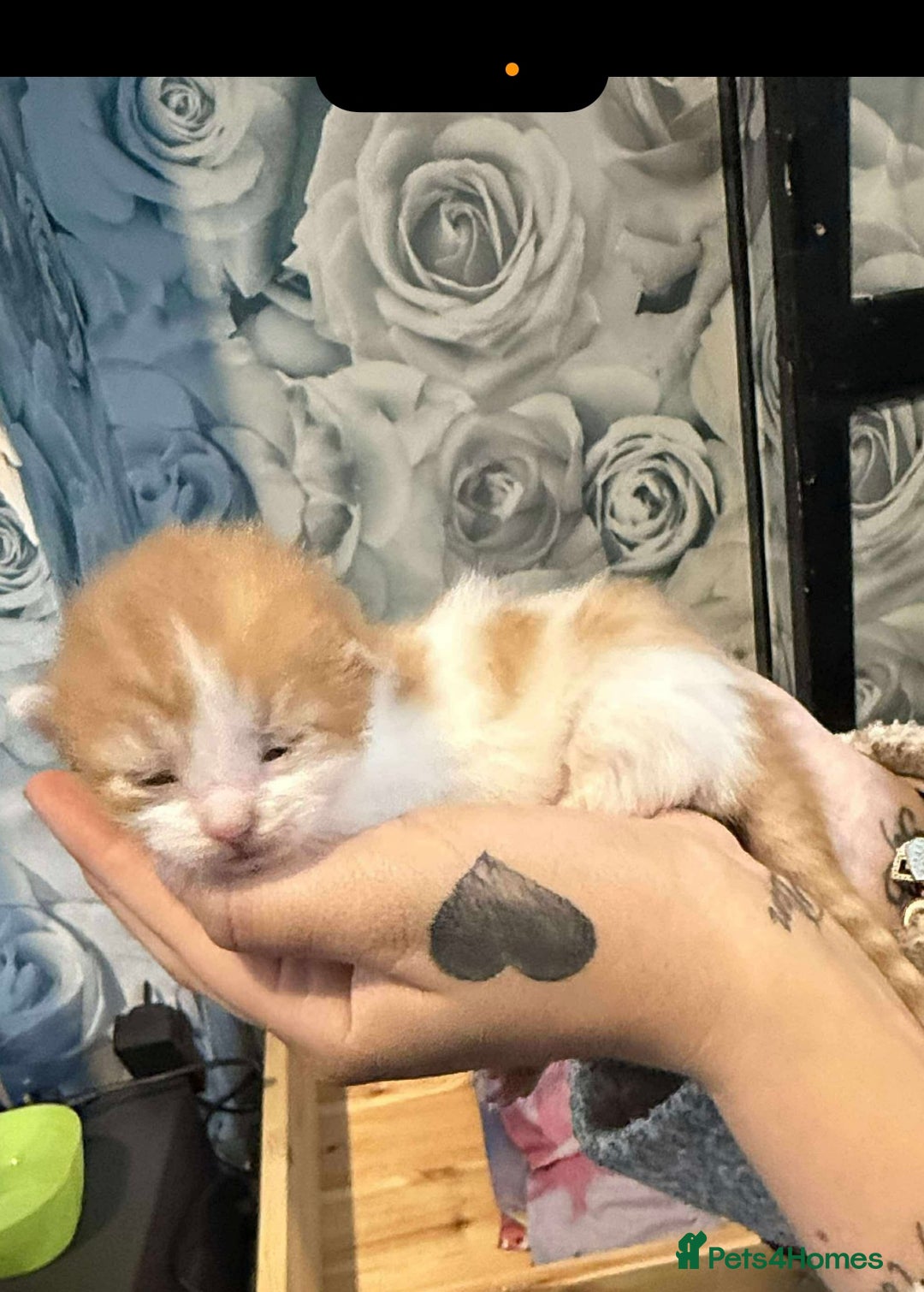 Mixed Breed cats for sale: Beautiful kittens looking for their forever homes  - Image 5