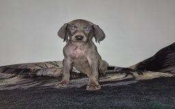 Weimaraner dogs for sale: Blue and Silver Weimaraner  - Image 6