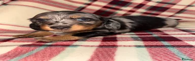 Dachshund Puppy 5