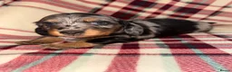 Dachshund dogs for sale: Quality Dachunds - Advert 4