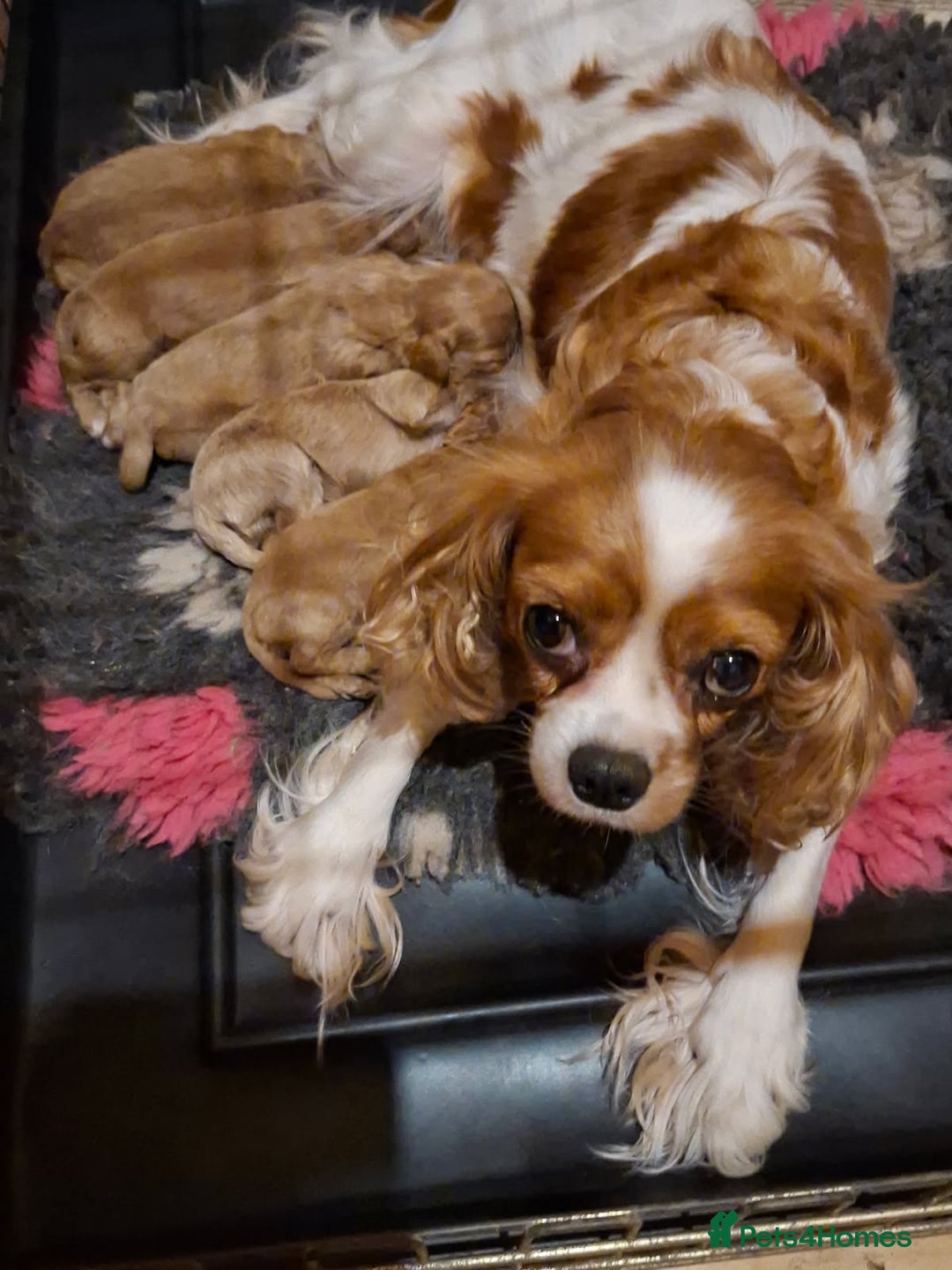 Cavapoo dogs for sale: Cavapoo puppy- needs a new home  - Advert 6