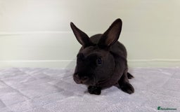 Rex rabbits for sale: Mini Rex's ‼️NOW AVAILABLE ‼️ 9 weeks old  - Advert 6