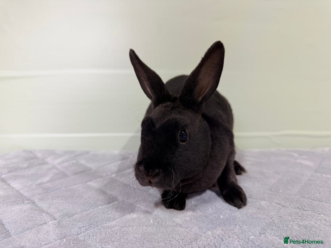 Rex rabbits for sale: Mini Rex's ‼️NOW AVAILABLE ‼️ 9 weeks old  - Advert 6