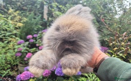 Angora rabbits for sale: 🧡Angora girlie💗- imported parents 💖  - Image 3
