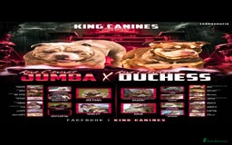 American Bully dogs for sale: Quality pocket/micro bully pups  - Advert 8