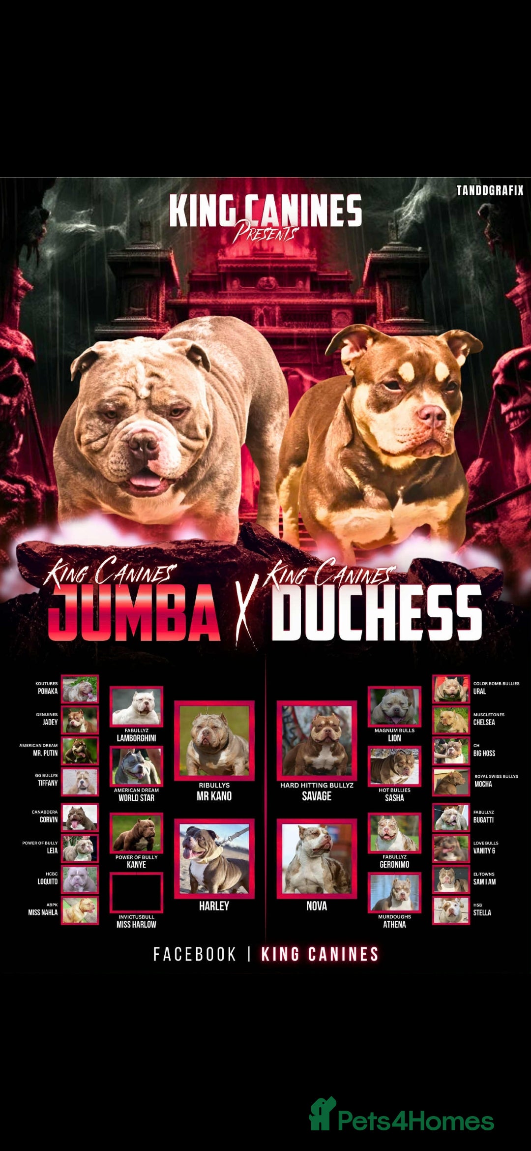 American Bully dogs for sale: Quality pocket/micro bully pups  - Advert 8