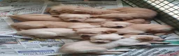 Golden Retriever dogs for sale: 8 Golden Retriever puppies for sale. - Advert 1
