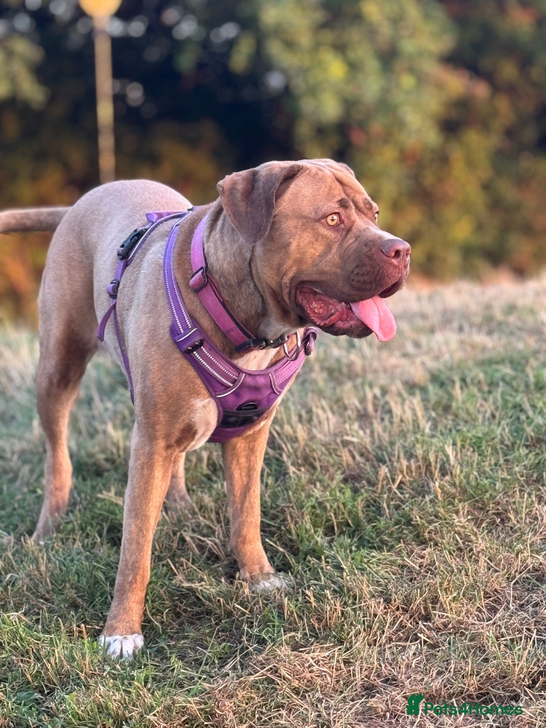 Mixed Breed dogs for sale: Nala  - Image 4