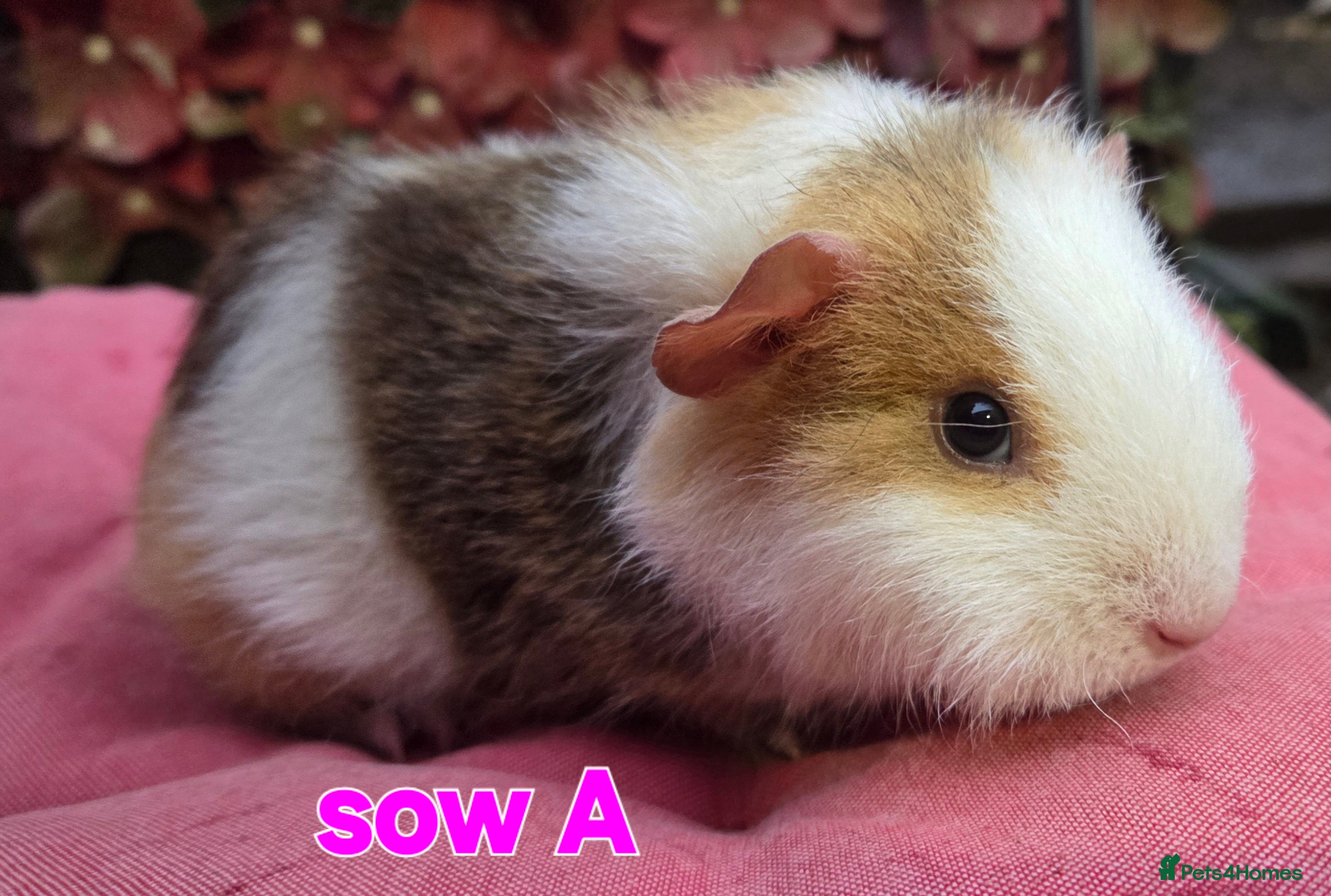 Guinea Pig rodents Pure BRED TEDDY SOWS  - Advert 1