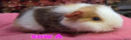 Guinea Pig rodents for sale: Pure BRED TEDDY SOWS  - Advert 1
