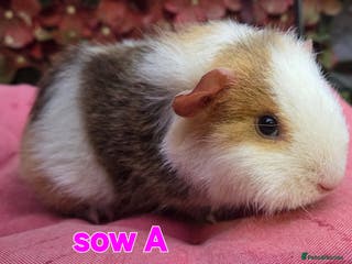 Guinea Pig rodents Pure BRED TEDDY SOWS - Advert 1