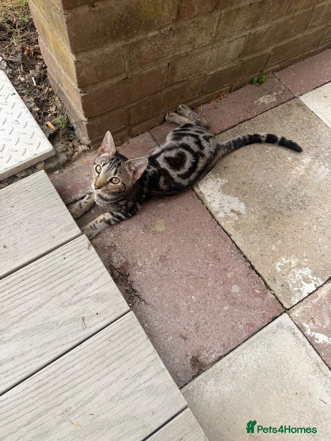 Savannah cats for sale: Savannah kitten Missy in London - Advert 2