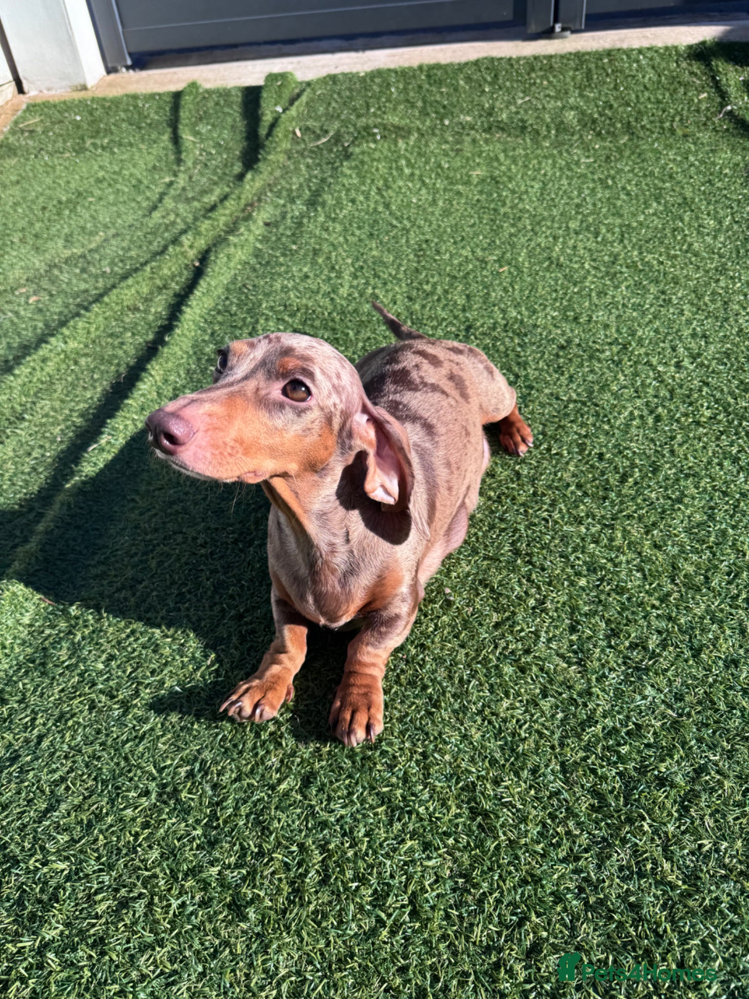 Miniature Dachshund dogs 3 cute miniature dachshund pupps available  - Advert 2