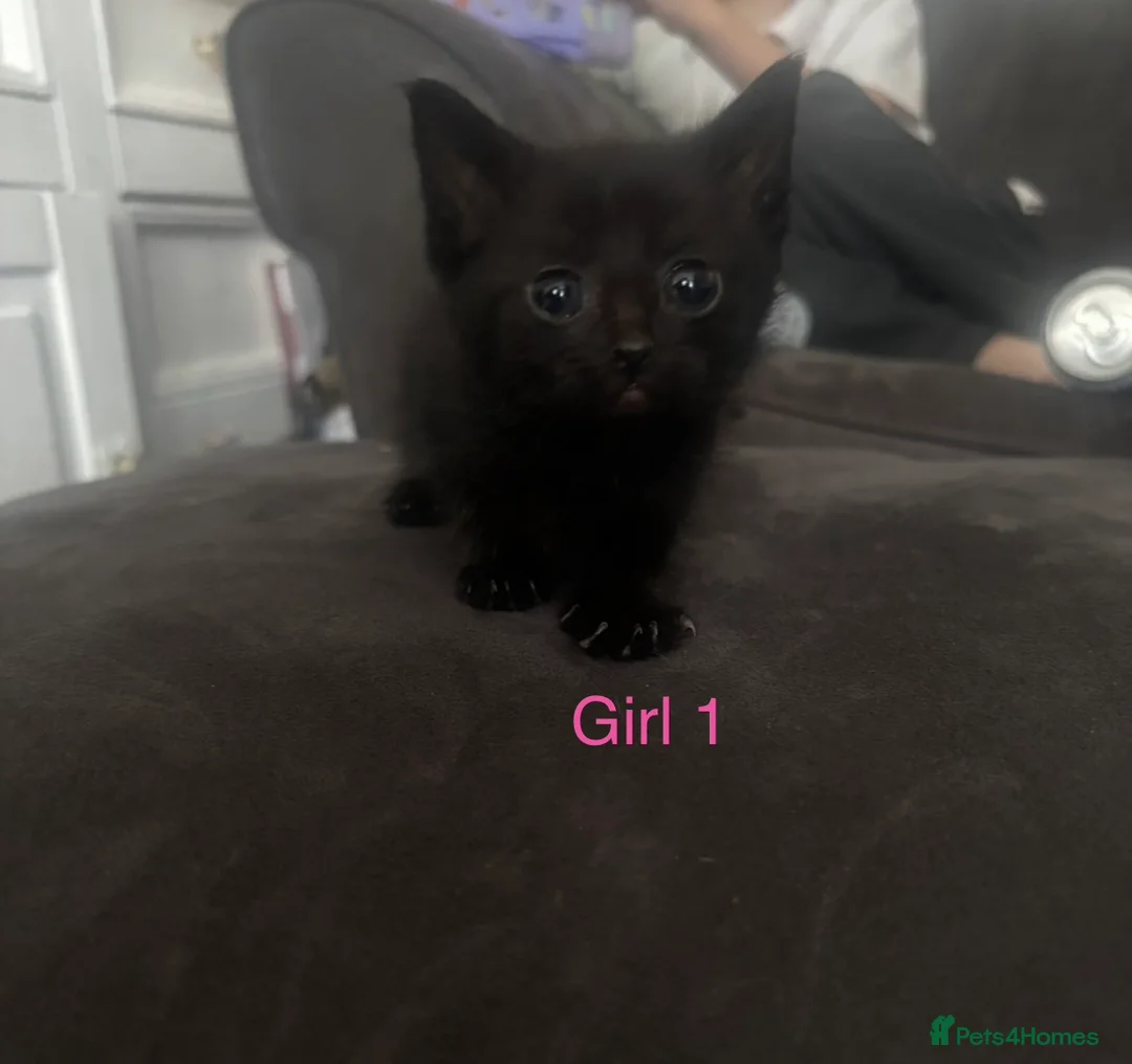 Domestic Shorthair cats for sale: READY TO COLLECT KITTENS - Advert 2