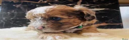 Shihpoo dogs for sale: Rare PRA clear health tested Shihpoo x Puppies  - Advert 14