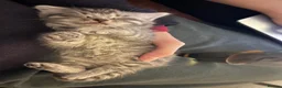 Maine Coon cats for sale: Beautiful Maine Coon X kittens  CUTIES!  - Advert 25