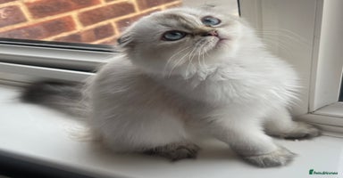 Scottish Fold cats in Rainham - Advert 16