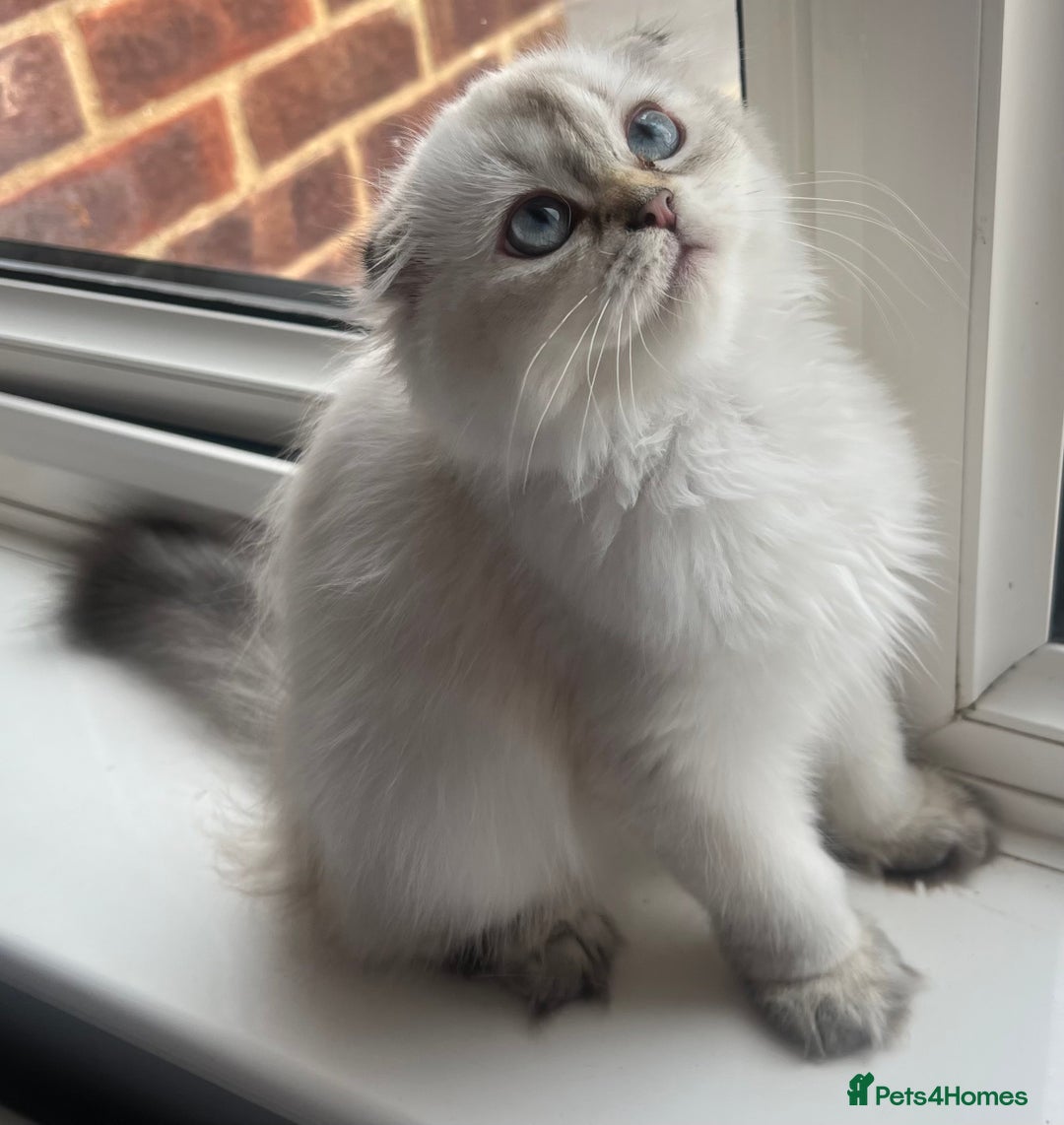 Scottish Fold cats for sale: Pedigree Champion line SFLH girl  in Rainham - Image 2