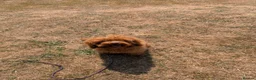 Cavapoo dogs for sale: Advanced trainer cavapoo  - Advert 4