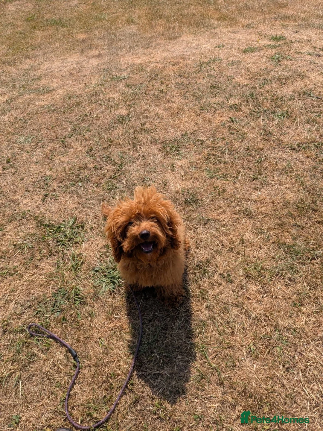Cavapoo dogs for sale: Advanced trainer cavapoo  - Advert 4