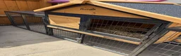 Mixed Breed rabbits for sale: Cage Rabbit/ hens/ any animal outside run  - Advert 6