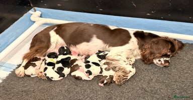 Sprocker dogs - Advert 6